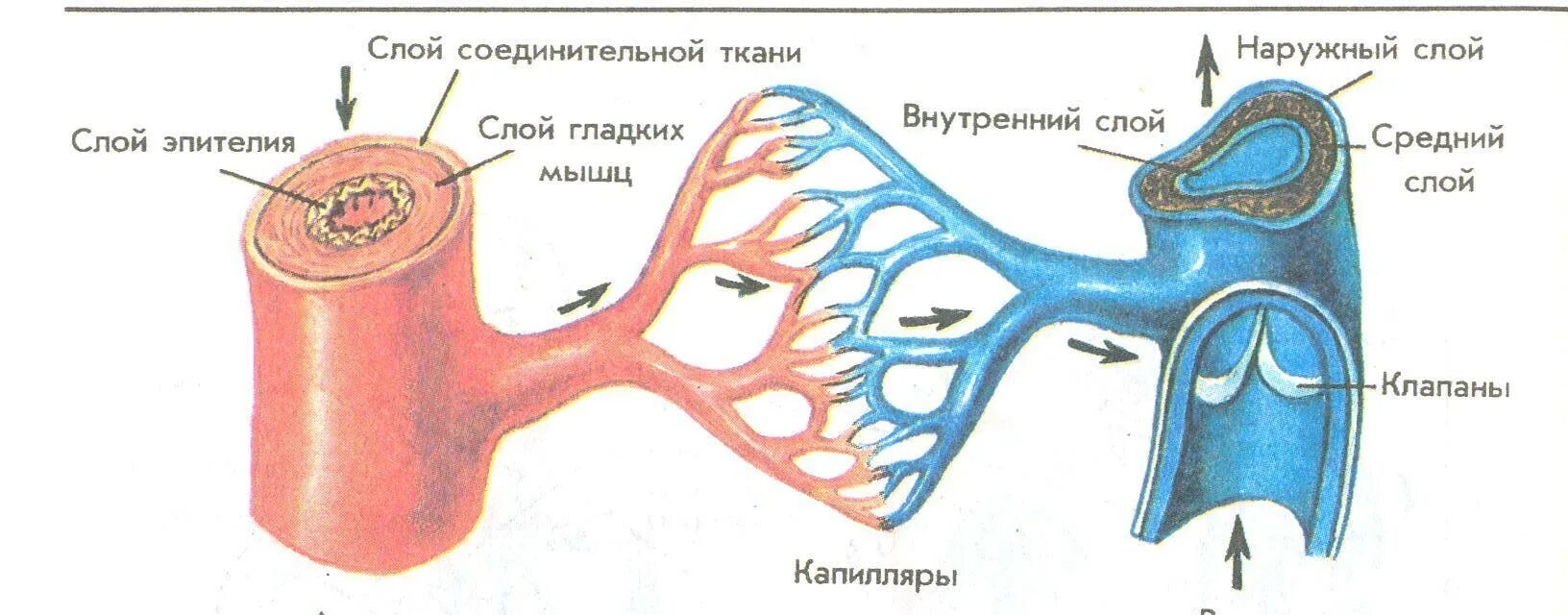 Строение вены рисунок. Схема строения кровеносных капилляров. Схема строения артерий вен капилляров. Артерия Вена капилляр строение. Артерии вены капилляры схема.