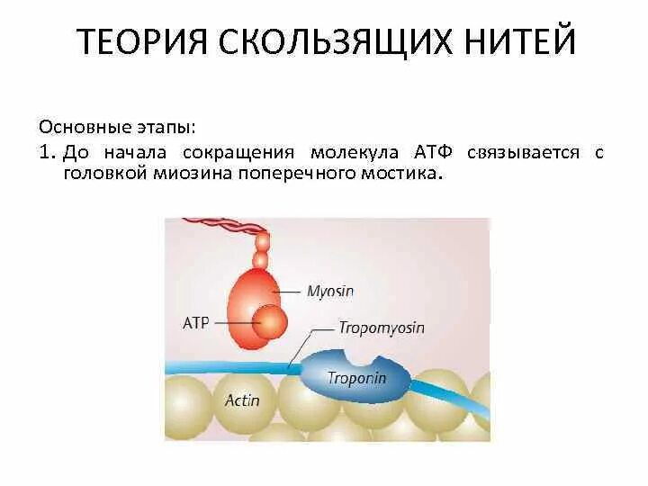 Теория скользящих нитей. Теория скользящих нитей этапы. Теория скольжения нитей физиология. Теория скользящих нитей Хаксли.