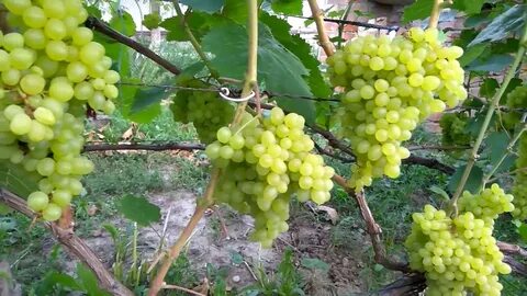 Сверхранний виноград описание сорта фото