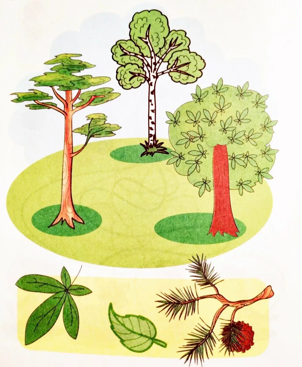 Тема деревья. Задания на тему деревья. Тема деревья для детей. Рисунок на тему дерево. Урок дерево 8 класс