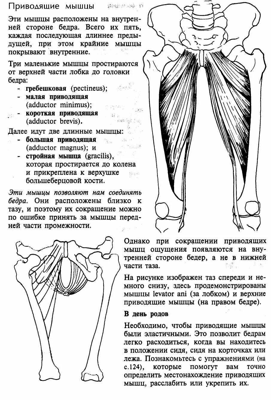 Функции приводящих мышц. Мышцы аддукторы тазобедренного сустава. Приводящие мышцы и отводящие мышцы бедра. Мышцы медиальной части бедра. Аддукторный синдром приводящих мышц бедра.