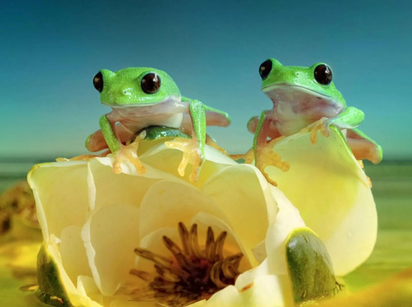 Милые лягушки. Лягушка грин фрог зеленая с оранжевым. Австралийская квакша. Лягушка квакша зеленая эстетика. Милые лягушечки.