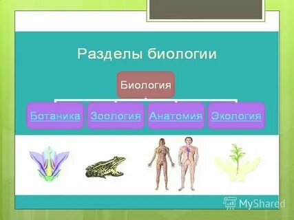 Что такое закон биология 5 класс кратко