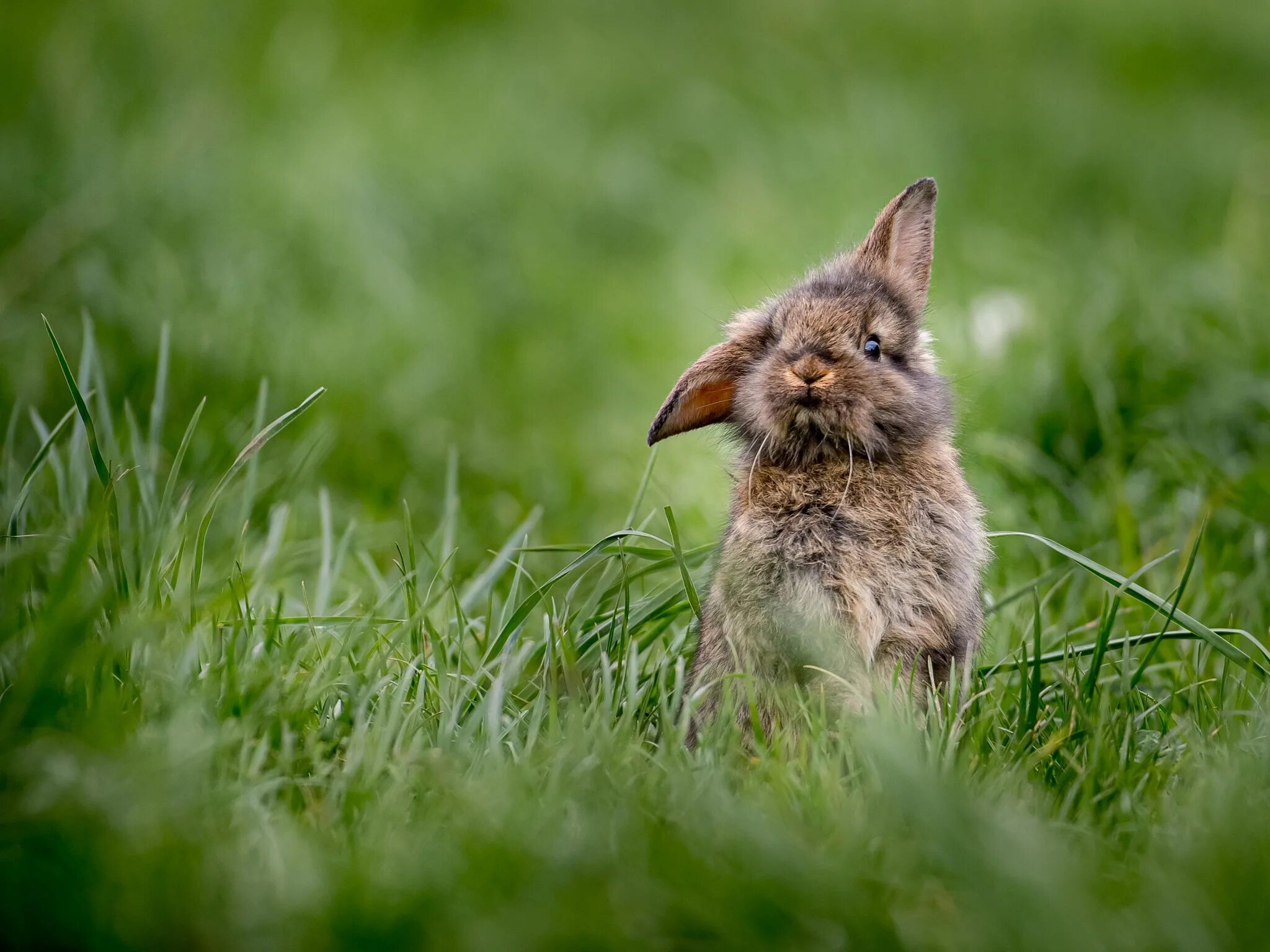 Grass animals. Кролик. Заяц в траве. Кролик в траве. Кролик на травке.