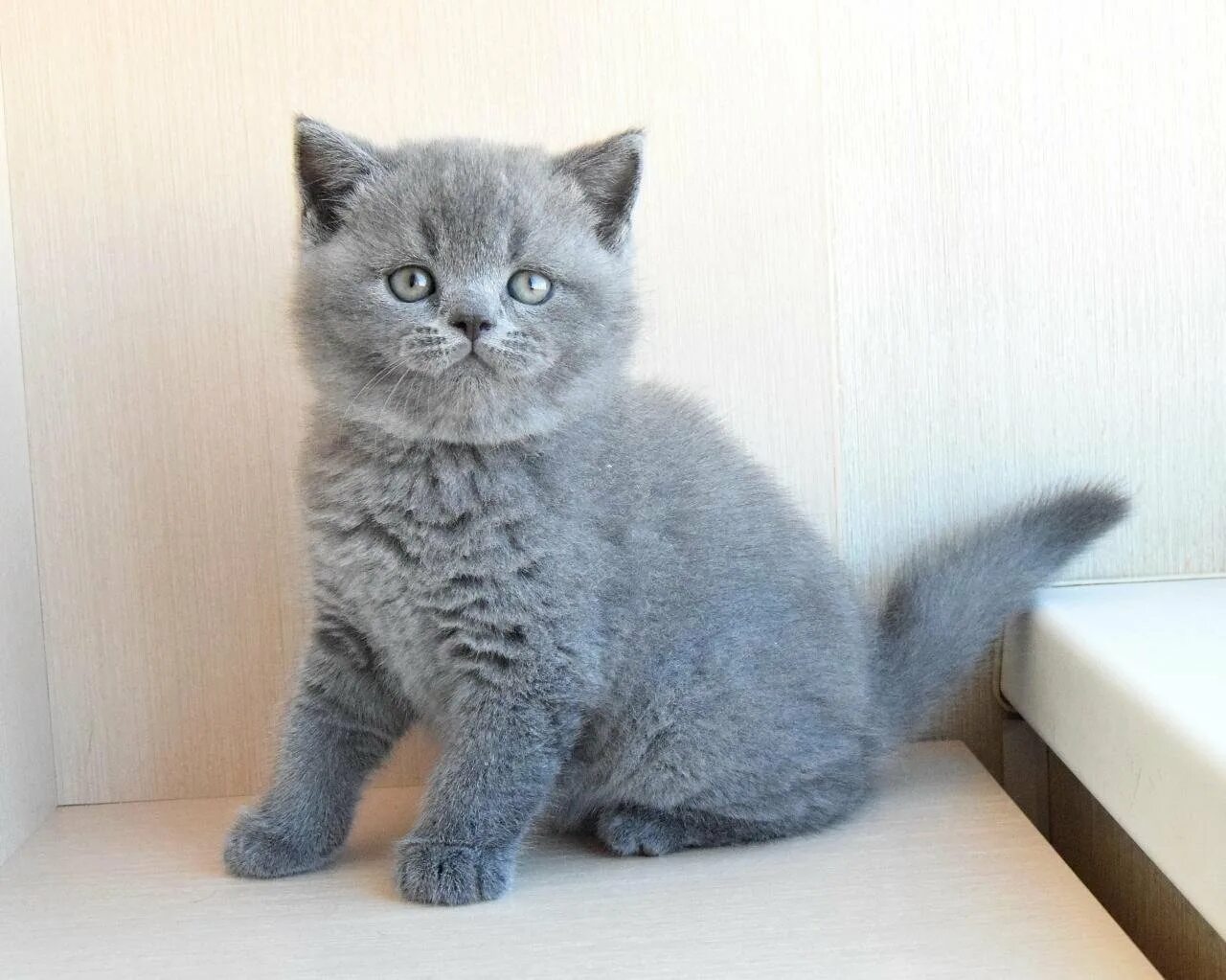 Кот голубого окраса. Голубой британец котенок. британские голубые котята. британская короткошёрстная кошка. британец кот голубой окрас.