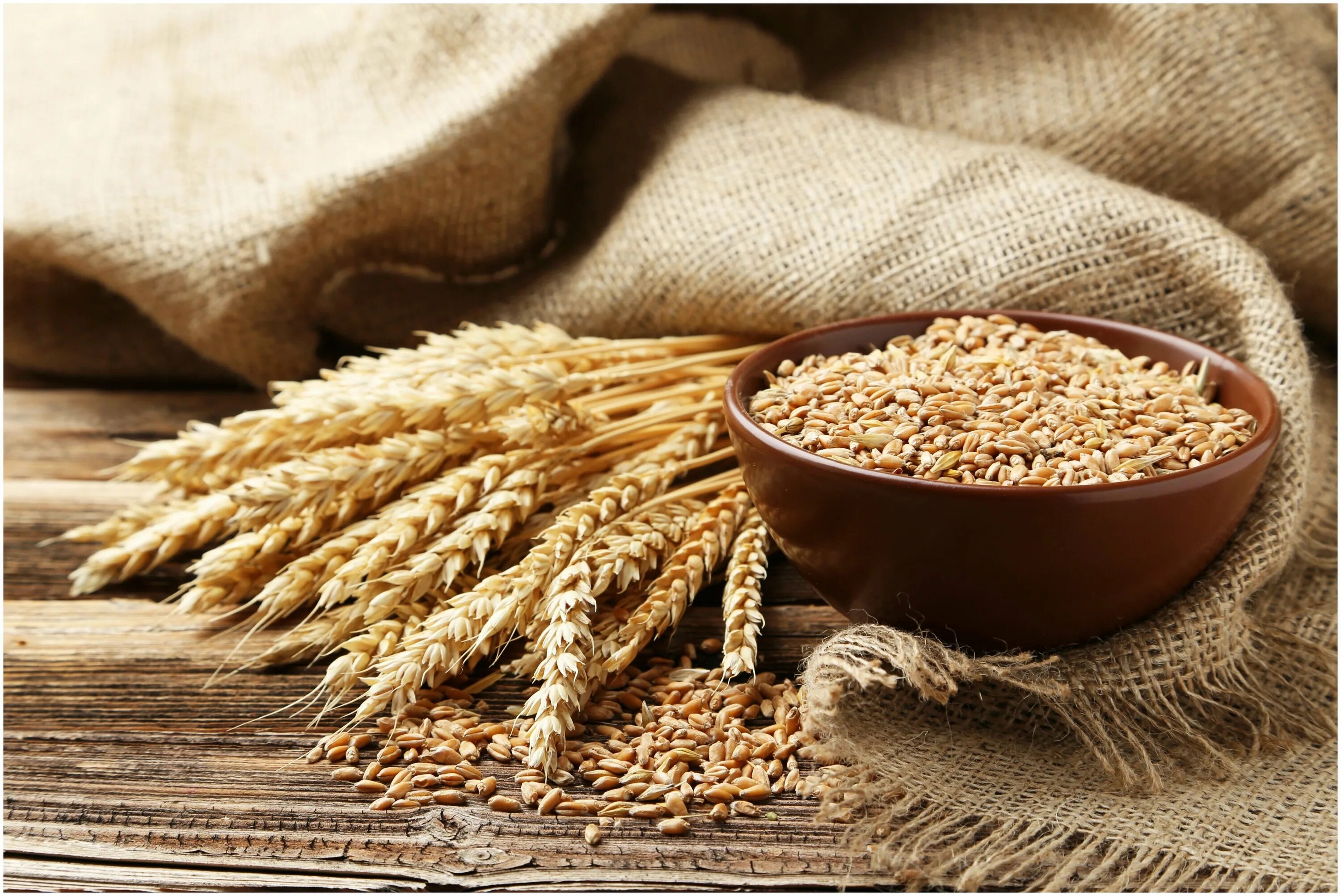 пшеница зерно. семечко пшеницы. пшеница в руках. ячмень ядрица. пшеница.