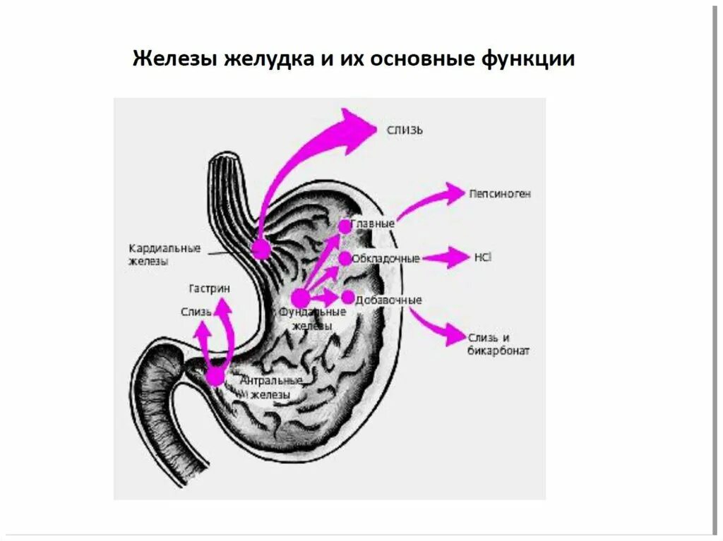 Секреторные зоны желудка. Обкладочные железы желудка. Железы желудка схема. Железы желудка функции