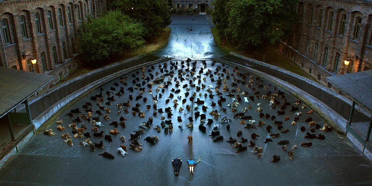 белый бог фильм 2014. белый бог 2014. белый бог. жофия псотта белый бог. белый бог фильм.