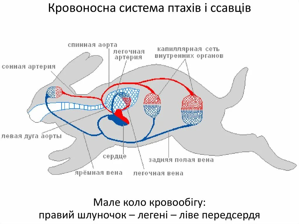 Какая кровь поступает у млекопитающих. Схема строения кровеносной системы млекопитающих. Кровеносная система зайца схема. Дыхательная система кролика схема. Дыхательная система млекопитающих кролик.