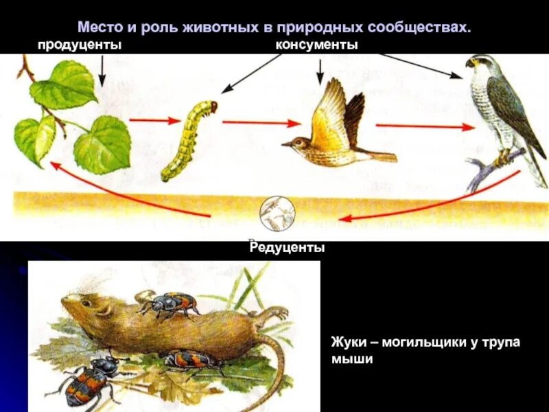 Роль животных в природных сообществах. Место и роль животных в природных сообществах. Роли в природном сообществе. Роль организмов в природных сообществах. Роль продуцентов в природном сообществе