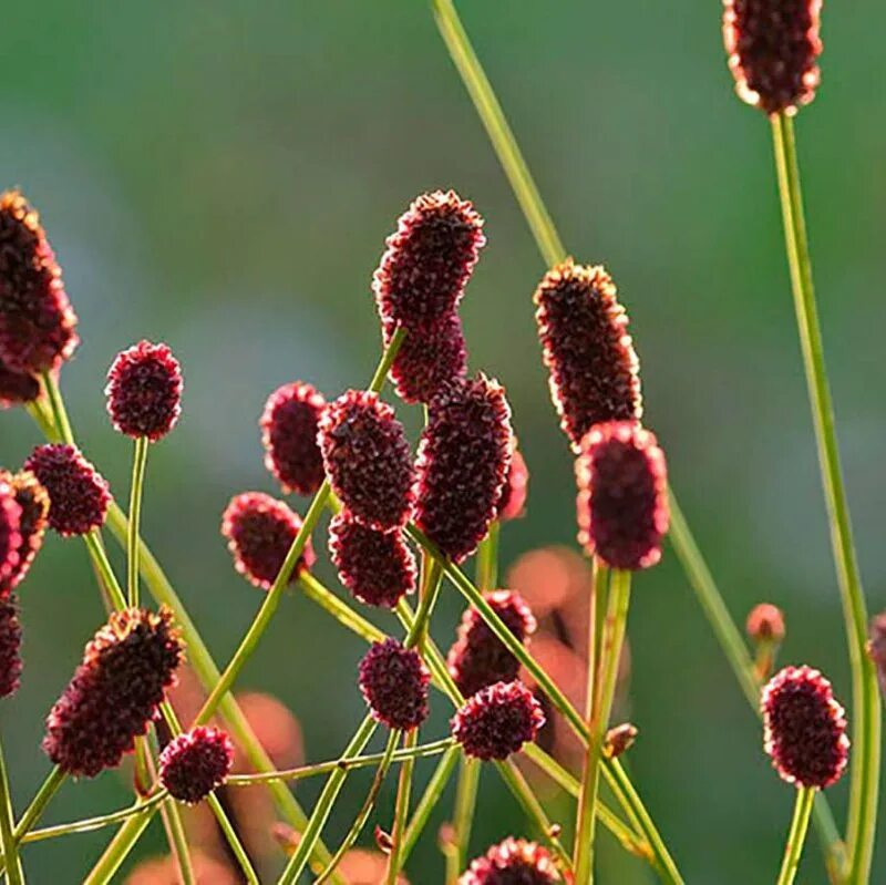 Кровохлебка обыкновенная. Кровохлебка Sanguisorba. Sanguisorba officinalis Tanna. Кровохлебка ситхинская. Кровохлебка Танна.