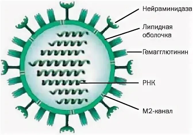 Вирус гриппа содержит. Схематическое строение вируса гриппа. Структура вируса гриппа микробиология. Строение клетки вируса гриппа. Строение вируса гриппа рисунок.