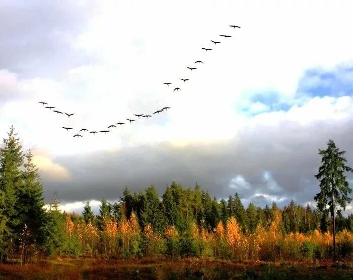 Осень журавли. Утро природа. Красота русской природы. "летний вечер" (ф. Летний рассвет.