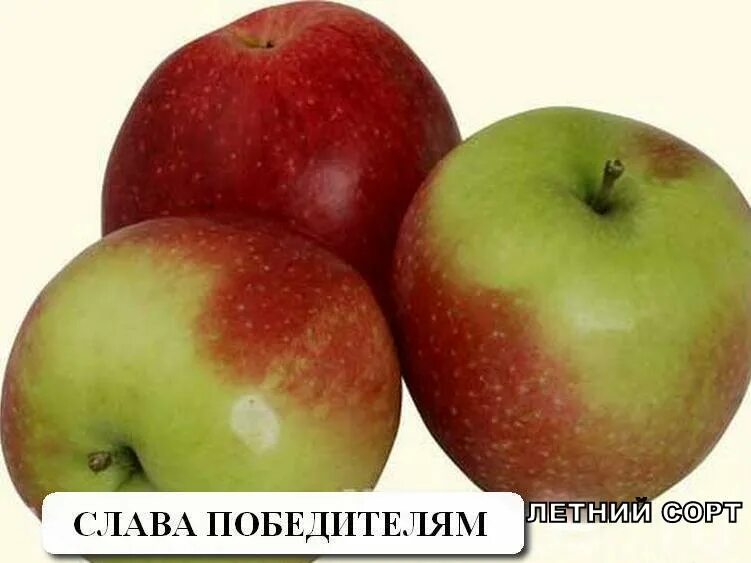 Гаршинка Саженец - купить с доставкой по выгодным ценам в интернет-магазине OZON