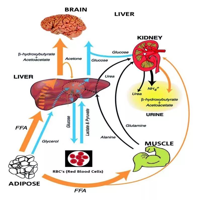 Головной мозг печень кровь. Liver scheme. Цитохром печень метаболизм лекарств. Metabolism in the Liver scheme.