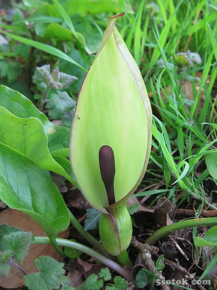 аронник italicum. арум (аронник) пятнистый. аронник итальянский морозостойкость. арум макулатум. аронник arum.