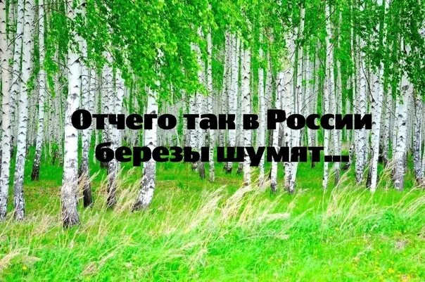 Почему в россии березы шумят песня. Отчего так в России березы шумят. Отчего в России березы. Отчего так в России. От чего в России березы шумят.