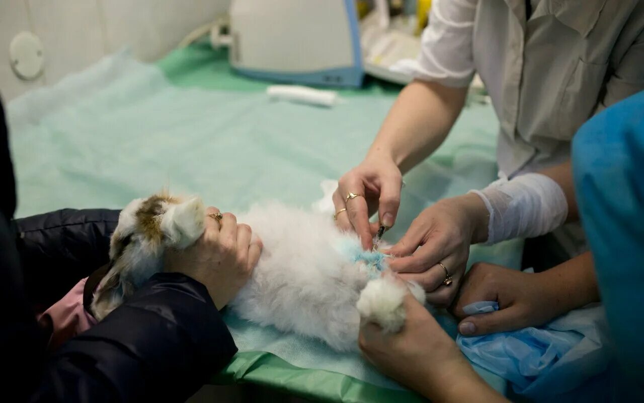 городская ветеринарная клиника автозаводский район. нижегородская ветеринарная клиника нижний новгород. ветеринарная клиника нижний новгород коминтерна. ветеринарная клиника нижний новгород ветеринарная 4. ветеринар нижний новгород.