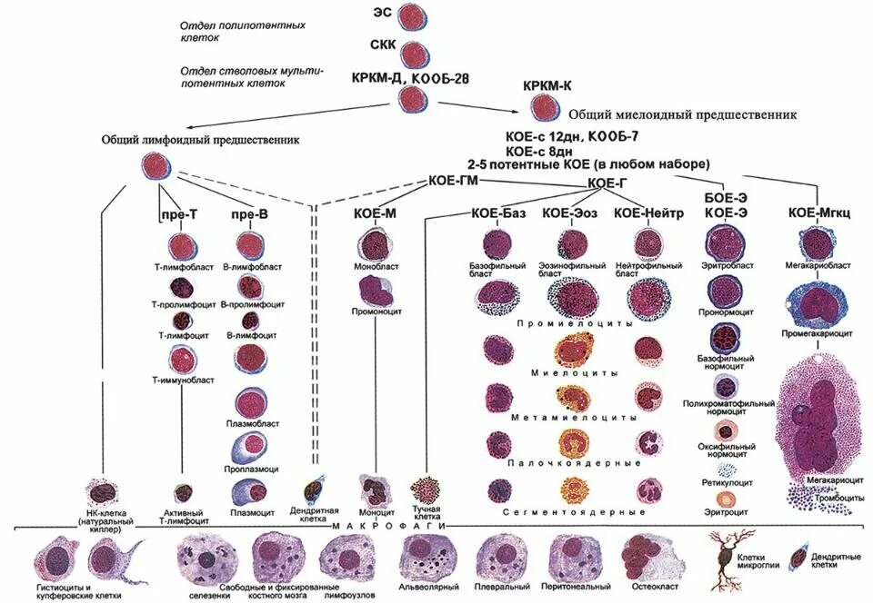 Стадии развития крови. Схема кроветворения стволовая клетка. Схема кроветворения в костном мозге. Современная схема кроветворения эритропоэз. Схема гемопоэза эритроцитов.