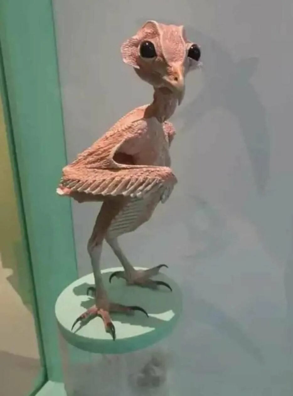 Человек животное без перьев. Сова без перьев. совята без перьев. лысая сова. ноги совы без перьев.