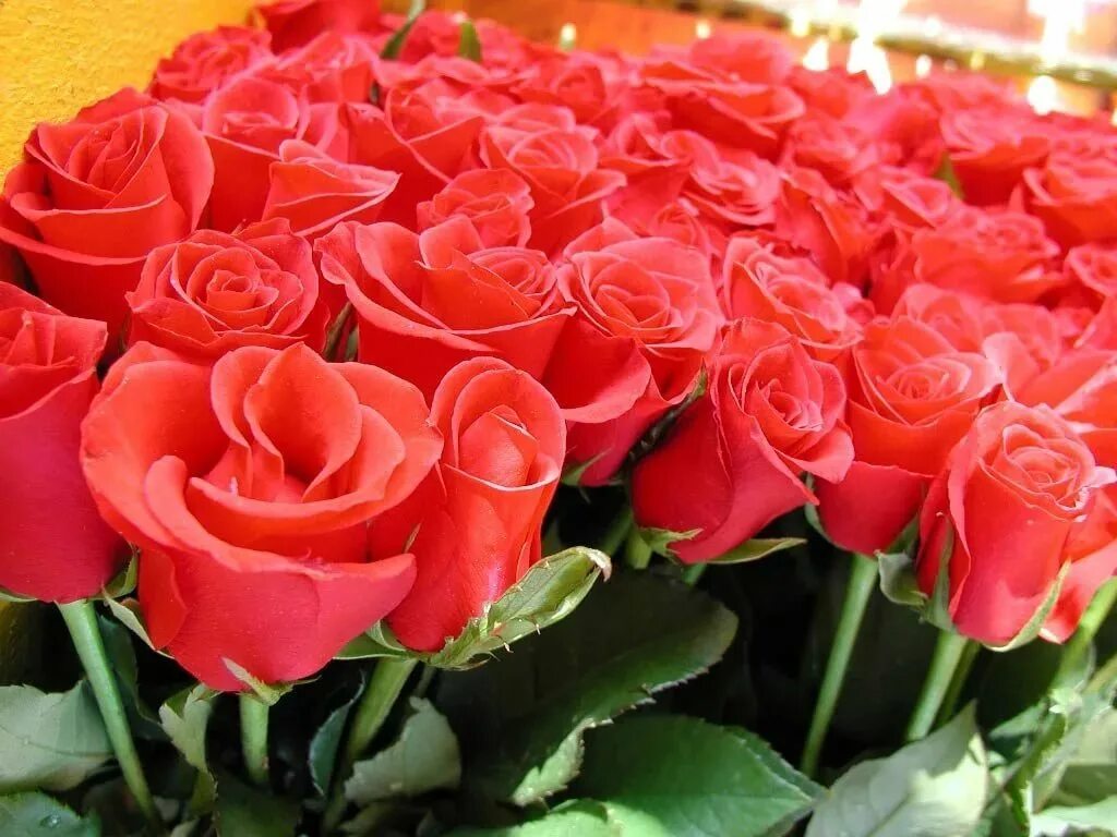 Светы картинка. Красивый букет алых роз. Огромный букет алых роз. Открытки с розами красивые. Розы для тебя.