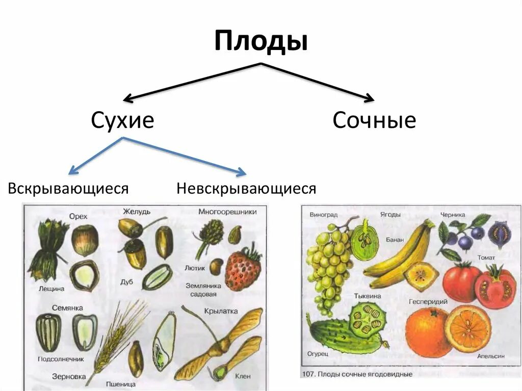 Назовите типы плодов. Классификация плодов сочные многосемянные. Тип плода вскрывающийся и невскрывающийся. Классификация плодов односемянные и многосемянные. Виды сочных односемянных плодов.