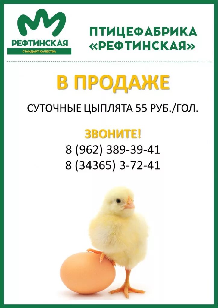 Цыплята бройлеры купить живые в московской области. Цыплята на птицефабрике. Бройлеры птицефабрика цыплята. Продаем суточных цыплят на птицефабрике. Цыплята бройлерные суточные.