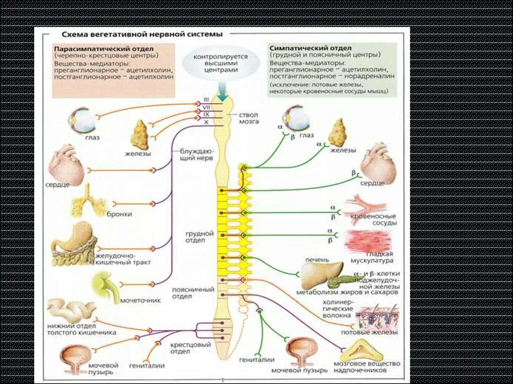 Центры вегетативной нервной системы симпатическая нервная система. Симпатический отдел вегетативной нервной системы схема. Центры симпатического отдела вегетативной нервной системы. Парасимпатический отдел вегетативной нервной системы.