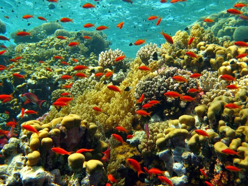 Лучший коралловый риф. Риф Шарм-Эль-Шейх. Подводный риф Шарм-Эль-Шейх. Красное море риф Шарм Эль Шейх. Кораллы в Хургаде.