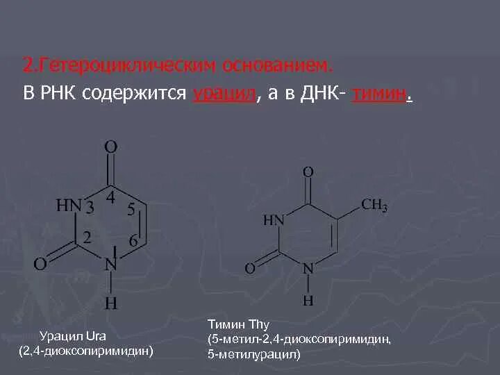 Рнк содержит тимин