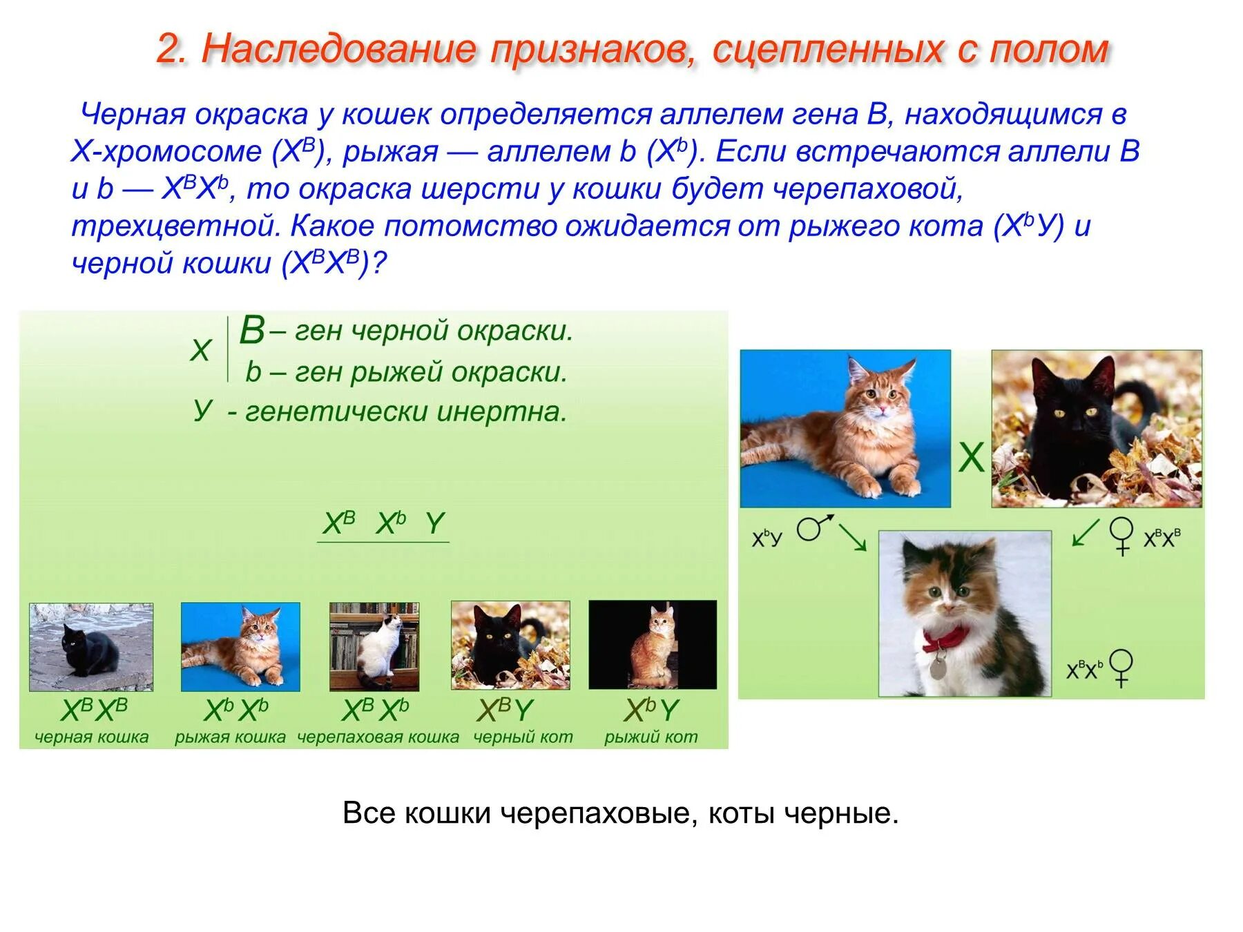 Ген короткой шерсти а у кошек доминирует. Наследование окраски у кошек. Наследование окраски шерсти у кошек. Наследование цвета шерсти у кошек. Окраска шерсти кошки.