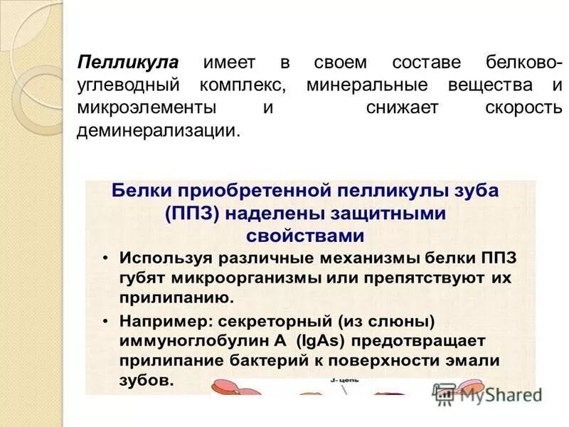 пелликула это