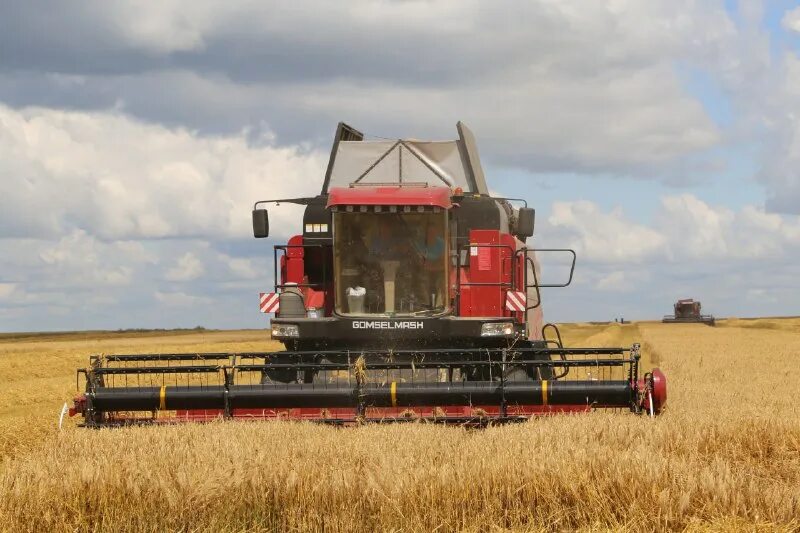 зерновые в беларуси. жатва беларусь. пахотные поля белоруссия. комбайн в поле. экспорт зерна.