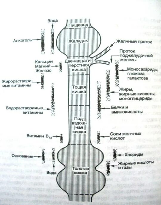 Всасывание в жкт. Всасывание в жкт