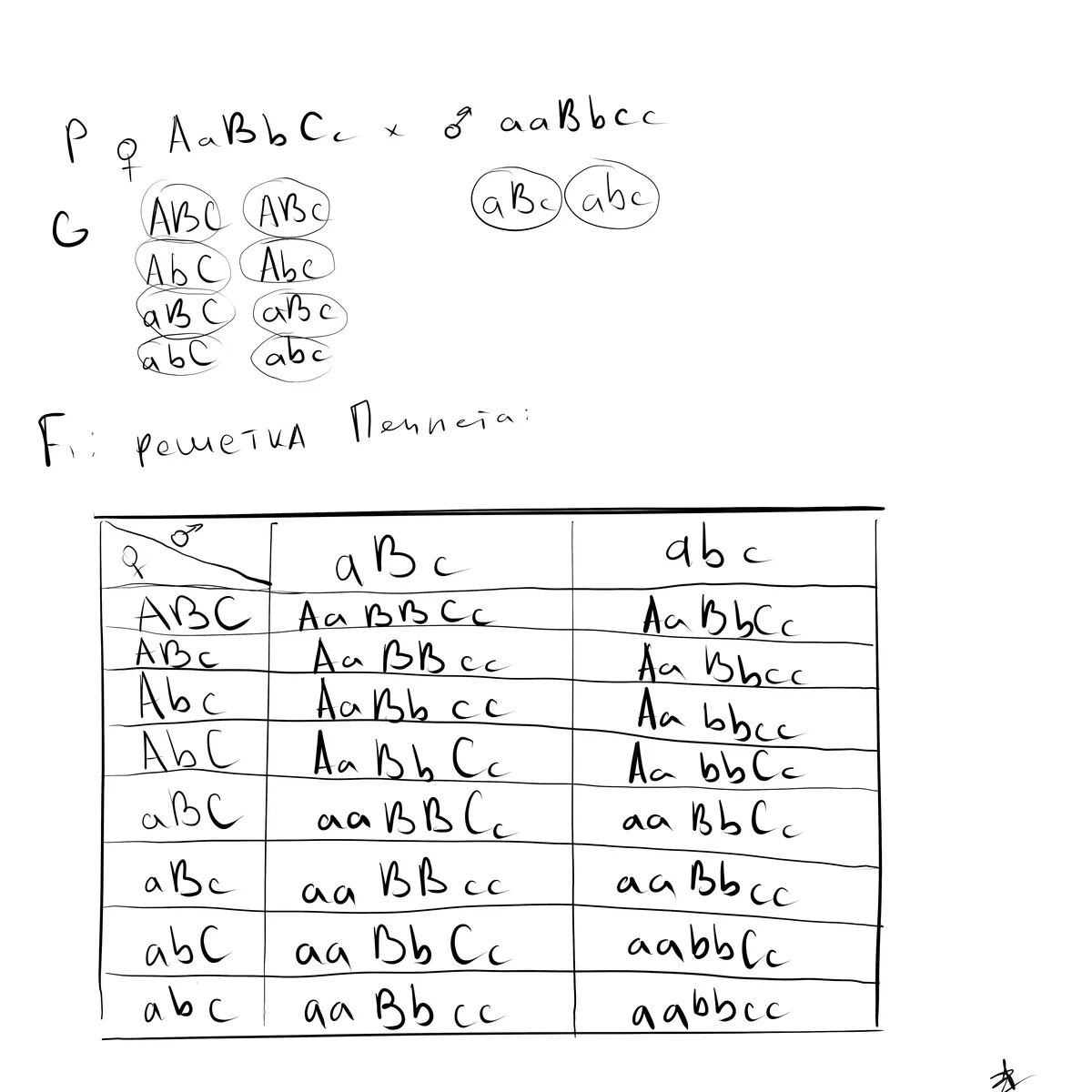 Гамет генотипа aabbcc. Гаметы AABBCC. AABBCC AABBCC скрещивание. Таблица Пеннета AABBCC. AABBCC скрещивают с AABBCC.