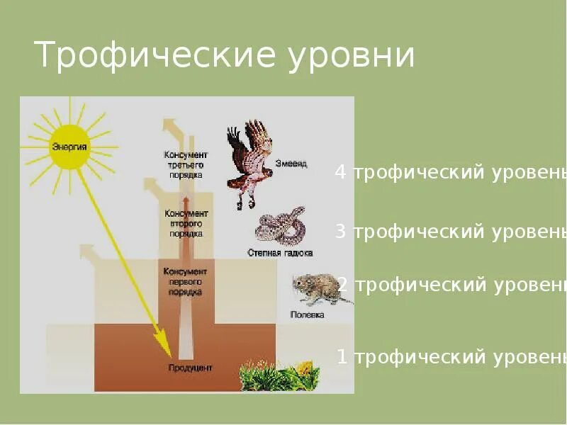 Уровни трофического уровня. Трофические уровни экосистемы. Поток энергии в трофической цепи. Трофические уровни в цепи питания. Поток энергии и пищевые цепи