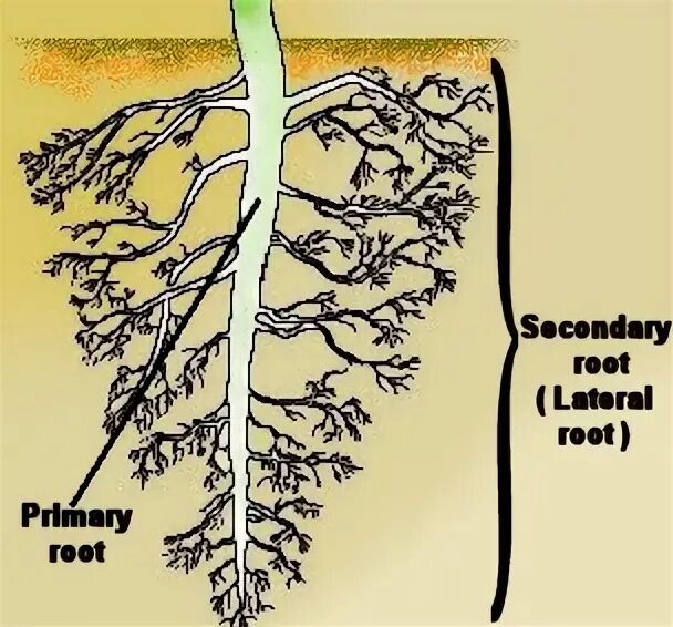 Организована корень. Прививка главного корня. Корневые волоски или плесень. Метасеквойя размножение черенками. Lateral root.