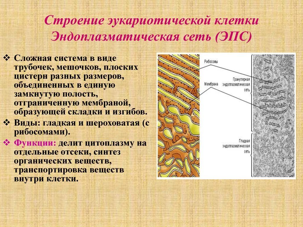 Выполняемые функции эндоплазматической сети. Эндоплазматическая сеть строение и функции 10 класс. Шероховатая эндоплазматическая сеть строение и функции таблица. ЭПС строение и функции. Эндоплазматическая мембрана строение и функции.