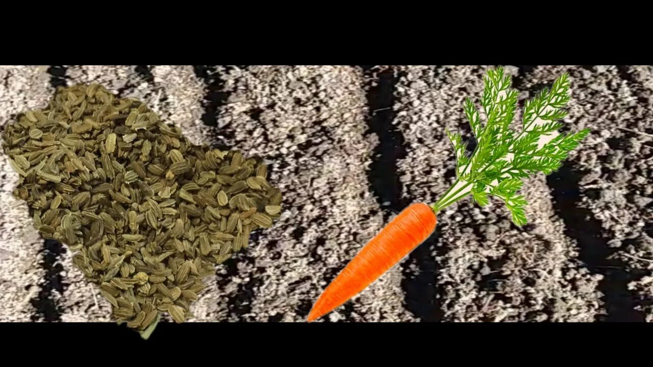 Сеять морковь с крахмалом. Рекомендации по сажанию моркови. Как сажать морковь в Valheim. В каком месяце сажают морковь