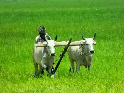 Farming day