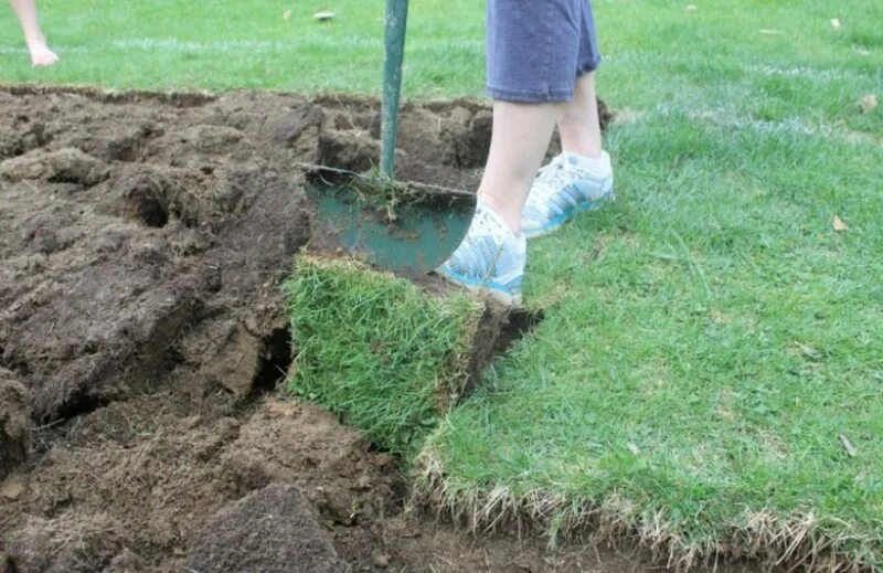 Посевной газон. Посадка газона. Посев газона. Подготовка к посеву газона. Посев газона.