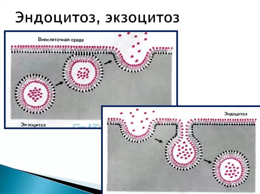 Г эндоцитоз. Фагоцитоз пиноцитоз эндоцитоз экзоцитоз. Фагоцитоз пиноцитоз эндоцитоз экзоцитоз таблица. Эндоцитоз и экзоцитоз схема. Схема эндоцитоза и экзоцитоза.