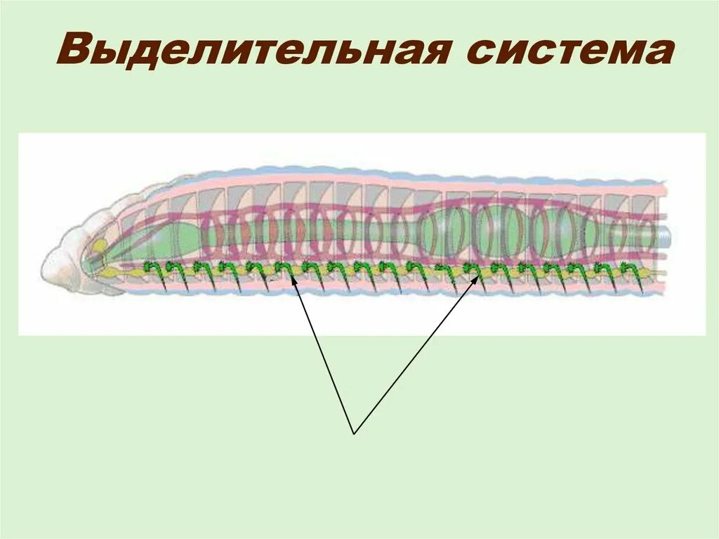 Особенности строения выделительной системы плоских червей. Тип кольчатые черви выделительная система. метанефридии строение червей. выделительная система кольчатых червей червей. метанефридии кольчатых червей.
