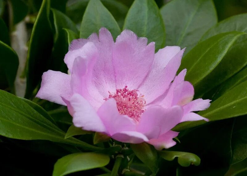 Domenika flowers