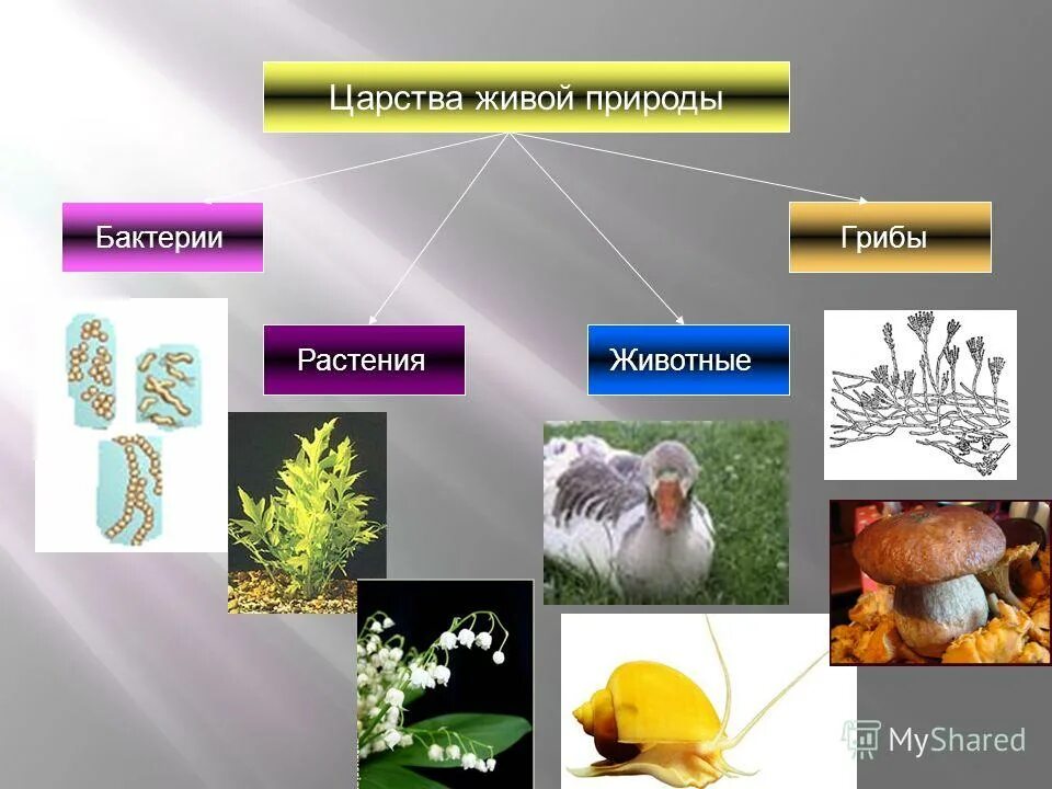 Название царств природы. Царства живой природы. Царство живой природы растения животные грибы бактерии. Животные растения грибы. Бактерии грибы животные.