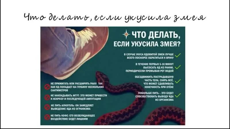 Укус змеи карта вызова скорой медицинской помощи. Первая поиощь приукусе гадюкти. Что нужно сделать если укусила змея. При укусе ядовитой змеи:. Что делать при укусе змеи гадюки.
