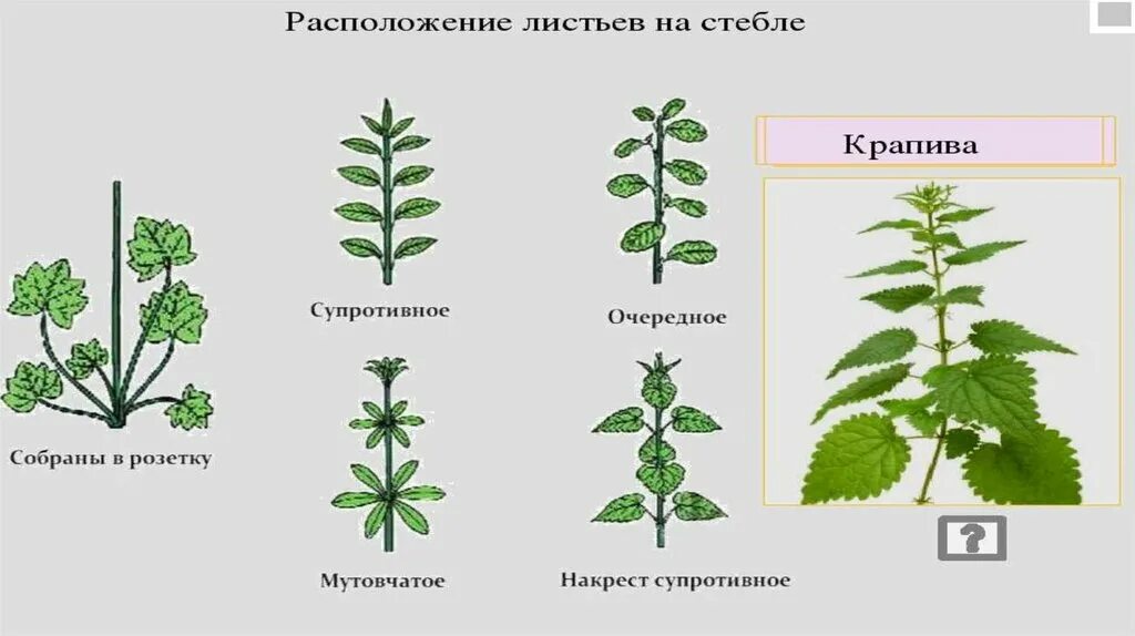 Расположение листьев очередное супротивное мутовчатое. Биология 6 класс очередное, супротивное, мутовчатое. Мутовчатое жилкование. Супротивное строение листа.