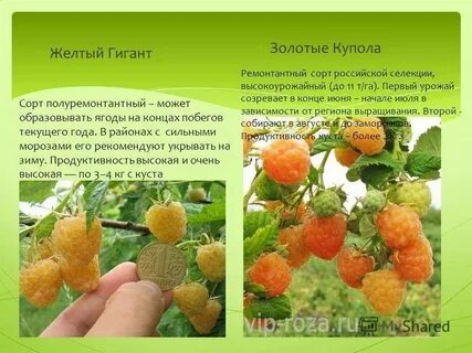 Малина купола
