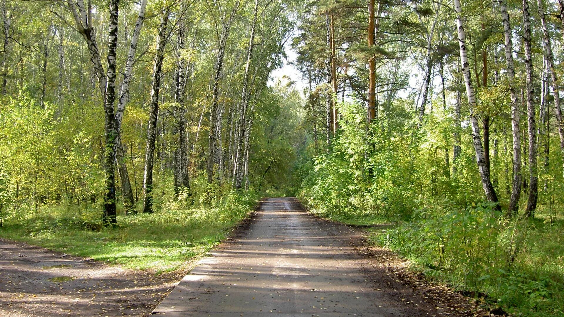 Придорожный лес. Лес Академгородка Новосибирск. Тропинка в Березовом парке. Обочина шоссе Березовая роща. Лесная дорога.