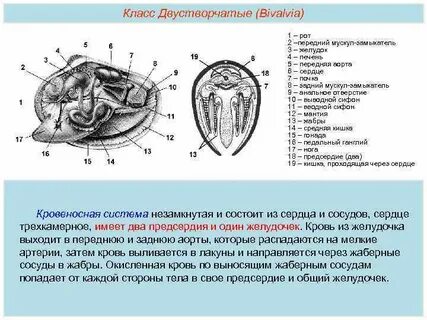 Характеристика класса двустворчатые